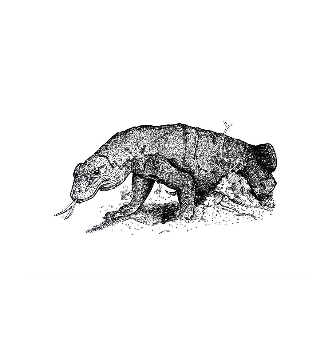 White Komodo Dragon A4 Print Landscape