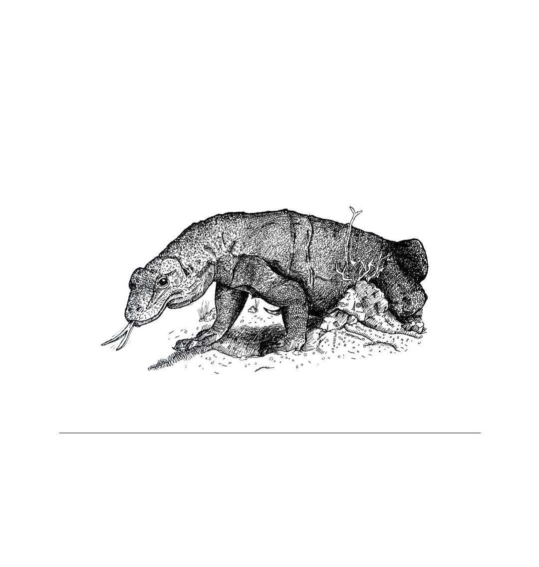 No Frame Komodo Dragon Recycled Paper Art Wall Print Canvas